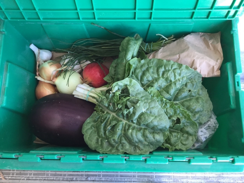 CSAの箱の中身。週ごとに違う種類の新鮮な野菜が農場からとどく。